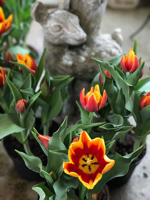 easter-flowers-fawn