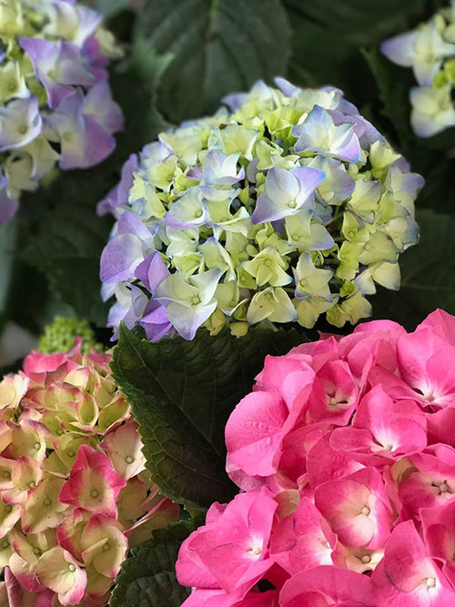 hydrangeas-flowers