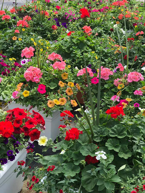 planter-boxes