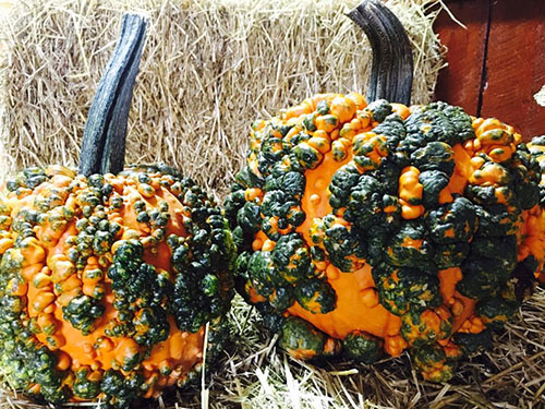 bumpy pumpkins