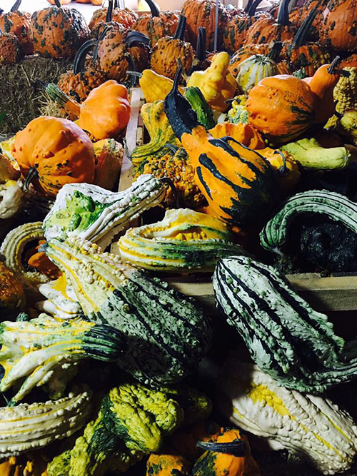 fall pumpkins and gourds