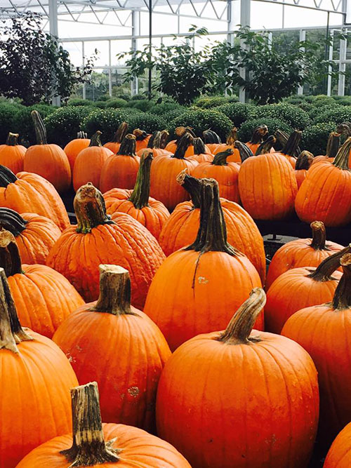 fall pumpkins