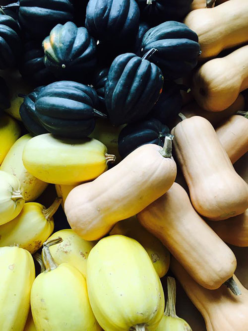 fall squash variety