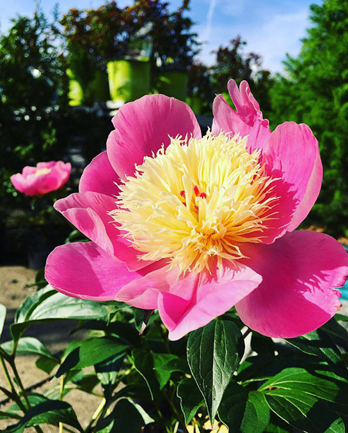 bowl of beauty flower