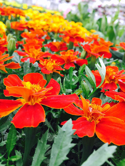 beautiful bright orange flowers