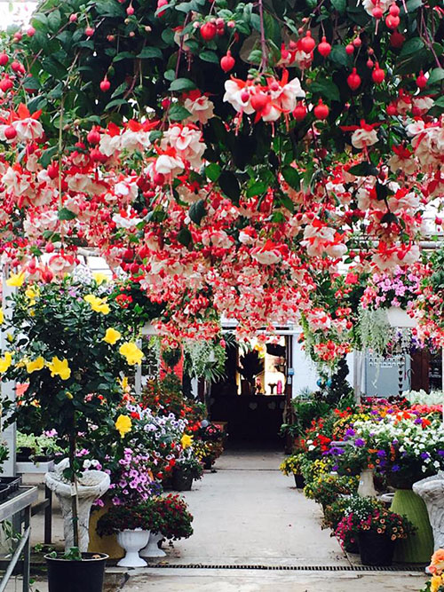 fuchsia baskets