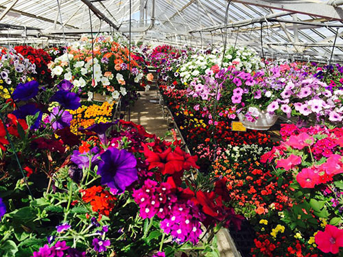 hanging baskets