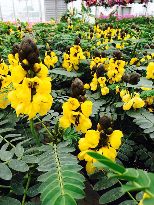 yellow flowers