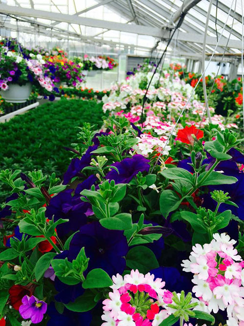 beautiful hanging baskets