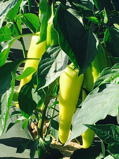 banana peppers