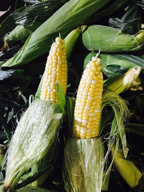 farm corn