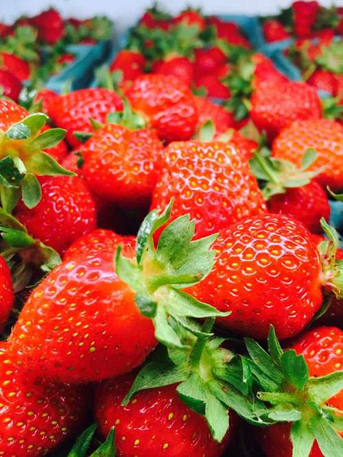 farm strawberries