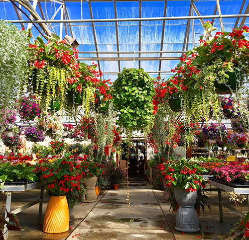 summer flowers