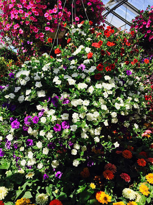 beautiful summer hanging baskets