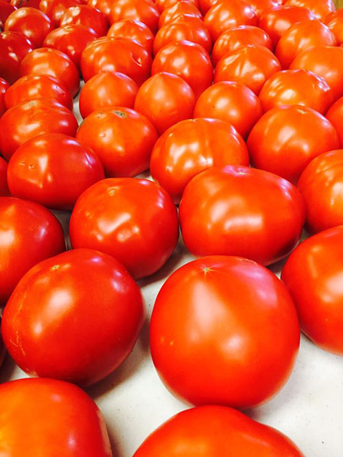 farm tomatoes