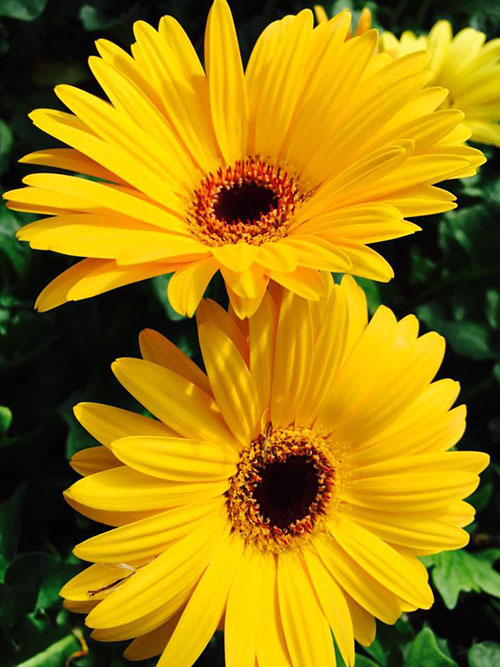 beautiful yellow flowers